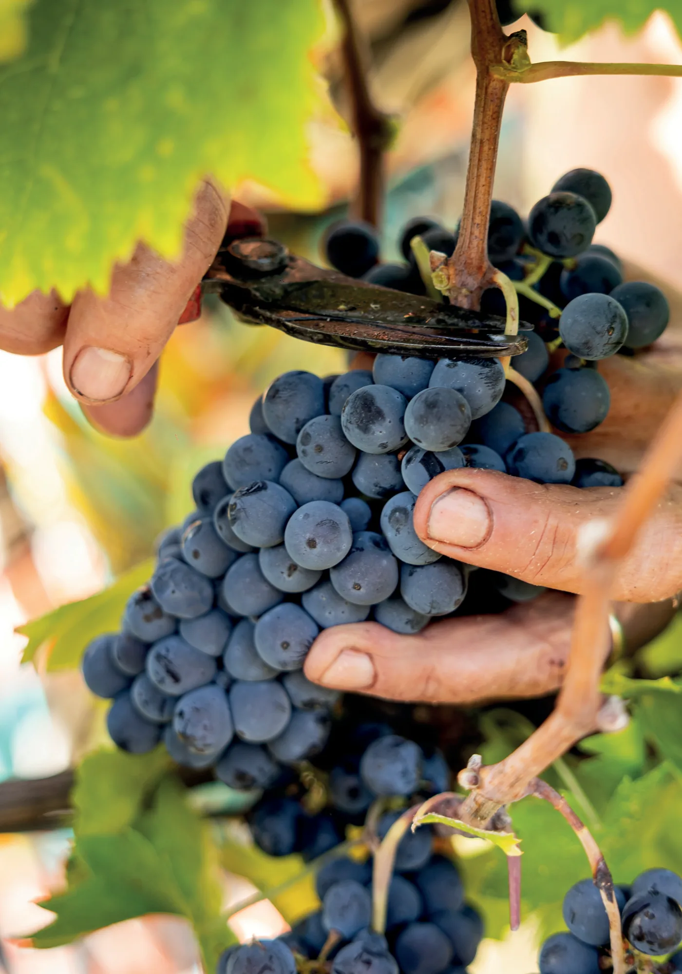 Hands holding a bunch of ripe Sagrantino grapes still on the vine.