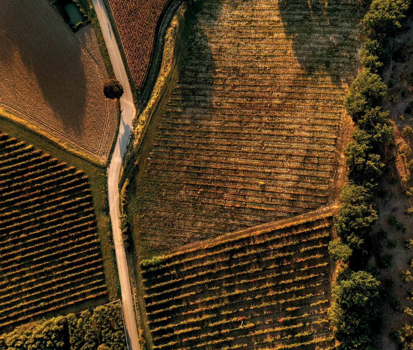 Aerial view of vineyard blocks and olive groves in the hills around Montefalco.